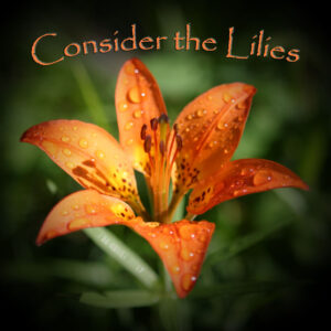 Consider the Lilies
