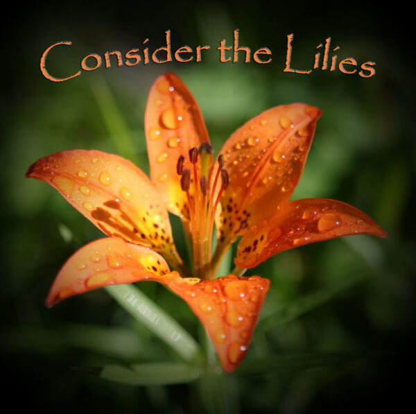 Consider the Lilies